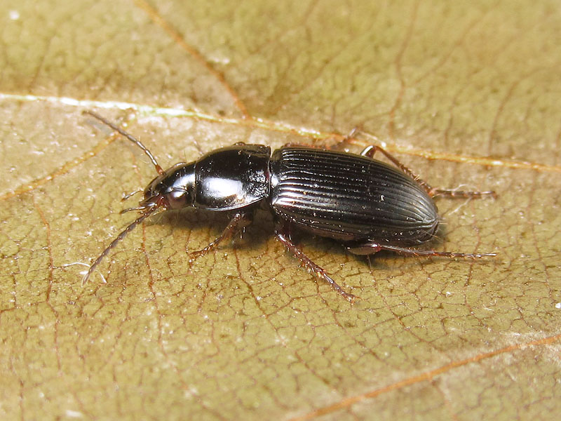 il dilemma dei Pterostichus - due: Pt. (Argutor) vernalis